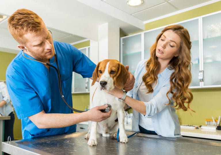 Finding An Animal Hospital That Is Right For Your Pet Cumberland
