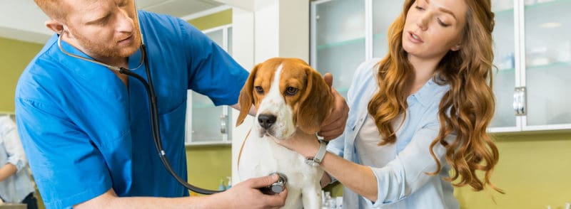 veterinarians