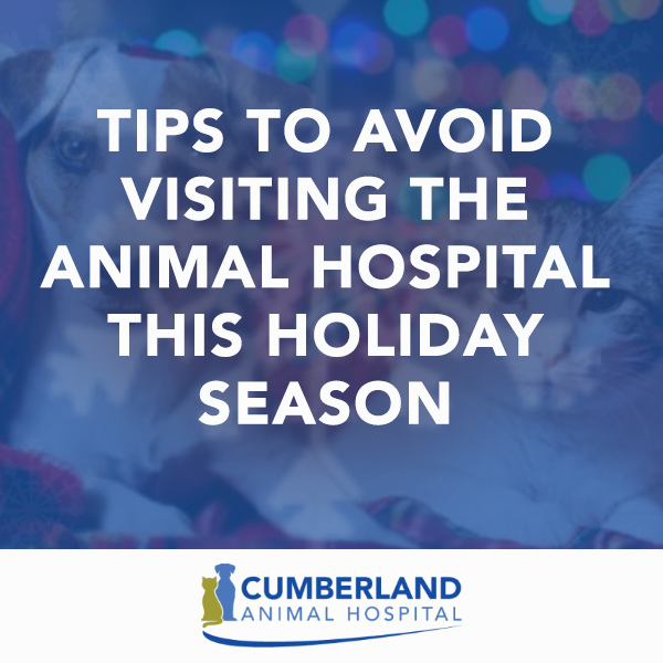 animal hospital fayetteville nc